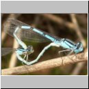 Enallagma cyathigerum - Gemeine Becherjungfer 04.jpg